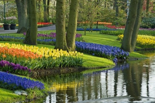 tulpen Keukenhof 2014 7